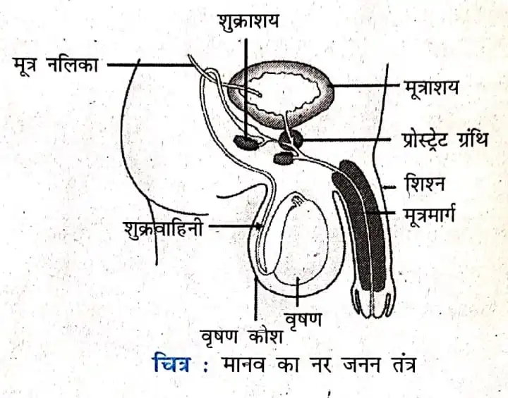 जनन  क्या है?