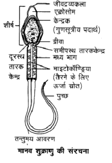 शुक्राणु का एक नामांकित आरेख बनाएं |