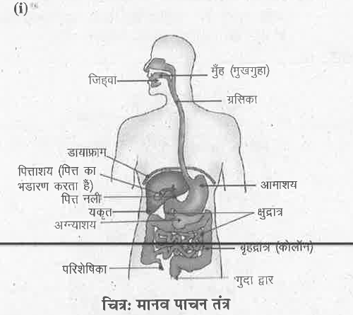 मानव के पाचन तंत्र का नामांकित चित्र बनाएँ ।